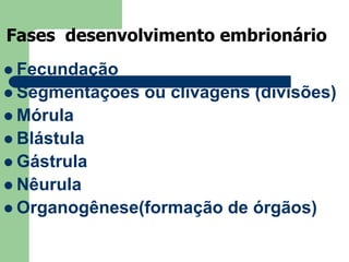 Fases desenvolvimento embrionárioFecundaçãoSegmentações ou clivagens (divisões)MórulaBlástulaGástrulaNêurulaOrganogênese(formação de órgãos)