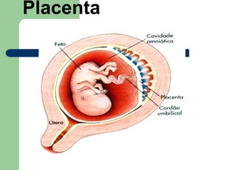 Placenta