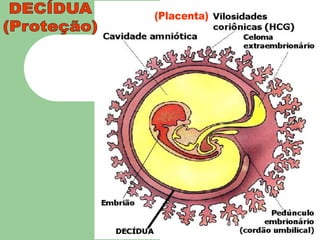 DECÍDUA(Proteção)(Placenta)
