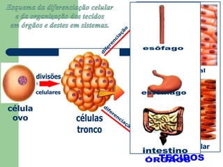 diferenciaçãoesôfagoestômagodiferenciaçãointestinoEsquema da diferenciação celulare da organização dos tecidosem órgãos e destes em sistemas.tecido epitelialdivisõescelularescélulaovocélulastroncotecido muscularTECIDOSÓRGÃOS