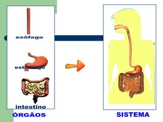 esôfagoestômagointestinoÓRGÃOSSISTEMA