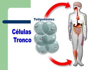 TotipotentesCélulas Tronco