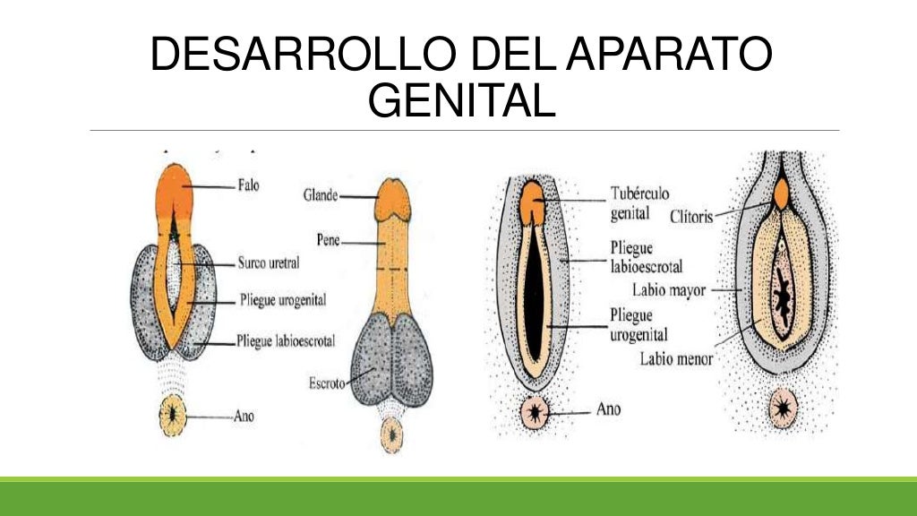 Embriologia genital