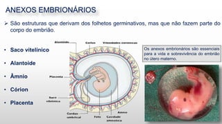 ANEXOS EMBRIONÁRIOS
13
Os anexos embrionários são essenciais
para a vida e sobrevivência do embrião
no útero materno.
 