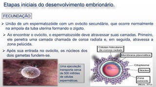 Etapas iniciais do desenvolvimento embrionário.
3
Uma ejaculação
transporta cerca
de 500 milhões
de células
espermáticas.
 