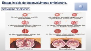 Etapas iniciais do desenvolvimento embrionário.
5
 