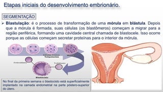Etapas iniciais do desenvolvimento embrionário.
6
No final da primeira semana o blastocisto está superficialmente
implantado na camada endometrial na parte póstero-superior
do útero.
 