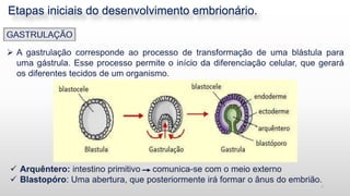 Etapas iniciais do desenvolvimento embrionário.
7
 