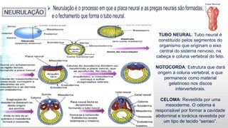 9
TUBO NEURAL: Tubo neural é
constituído pelos segmentos do
organismo que originam o eixo
central do sistema nervoso, na
cabeça e coluna vertebral do feto.
NOTOCORDA: Estrutura que dará
origem à coluna vertebral, e que
permanece como material
gelatinoso nos discos
intervertebrais.
CELOMA: Revestida por uma
mesoderme. O celoma é
responsável por formar a cavidade
abdominal e torácica revestida por
um tipo de tecido “seroso”.
 