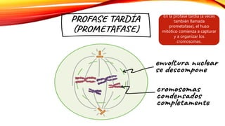 En la profase tardía (a veces
también llamada
prometafase), el huso
mitótico comienza a capturar
y a organizar los
cromosomas.
 