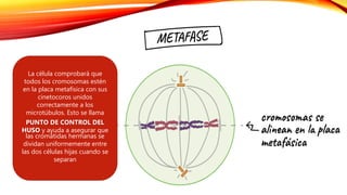 La célula comprobará que
todos los cromosomas estén
en la placa metafísica con sus
cinetocoros unidos
correctamente a los
microtúbulos. Esto se llama
PUNTO DE CONTROL DEL
HUSO y ayuda a asegurar que
las cromátidas hermanas se
dividan uniformemente entre
las dos células hijas cuando se
separan
 