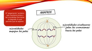 El “pegamento” proteico
que mantiene juntas a
las cromátidas hermanas
se degrada, lo que
permite que se separen.
 