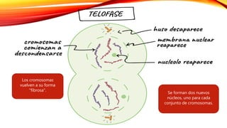 Se forman dos nuevos
núcleos, uno para cada
conjunto de cromosomas.
Los cromosomas
vuelven a su forma
"fibrosa".
 