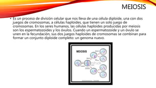 MEIOSIS
• Es un proceso de división celular que nos lleva de una célula diploide, una con dos
juegos de cromosomas, a células haploides, que tienen un solo juego de
cromosomas. En los seres humanos, las células haploides producidas por meiosis
son los espermatozoides y los óvulos. Cuando un espermatozoide y un óvulo se
unen en la fecundación, sus dos juegos haploides de cromosomas se combinan para
formar un conjunto diploide completo: un genoma nuevo.
 