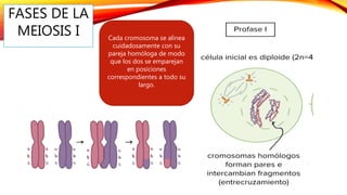 FASES DE LA
MEIOSIS I Cada cromosoma se alinea
cuidadosamente con su
pareja homóloga de modo
que los dos se emparejan
en posiciones
correspondientes a todo su
largo.
 