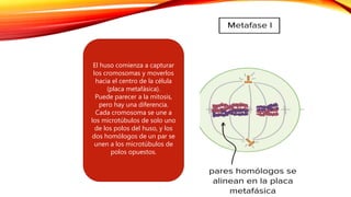 El huso comienza a capturar
los cromosomas y moverlos
hacia el centro de la célula
(placa metafásica).
Puede parecer a la mitosis,
pero hay una diferencia.
Cada cromosoma se une a
los microtúbulos de solo uno
de los polos del huso, y los
dos homólogos de un par se
unen a los microtúbulos de
polos opuestos.
 