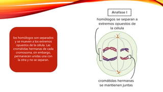 los homólogos son separados
y se mueven a los extremos
opuestos de la célula. Las
cromátidas hermanas de cada
cromosoma, sin embargo,
permanecen unidas una con
la otra y no se separan.
 