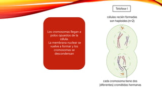 Los cromosomas llegan a
polos opuestos de la
célula.
La membrana nuclear se
vuelve a formar y los
cromosomas se
descondensan
 