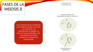 FASES DE LA
MEIOSIS II
Los cromosomas se condensan
y la envoltura nuclear se rompe,
si es necesario. Los
centrosomas se separan, el
huso se forma entre ellos y los
microtúbulos del huso
comienzan a capturar los
cromosomas.
 