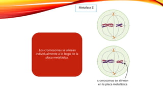 Metafase II
Los cromosomas se alinean
individualmente a lo largo de la
placa metafásica.
 