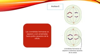 Anafase II
Las cromátidas hermanas se
separan y son arrastradas
hacia polos opuestos de la
célula.
 