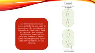Las membranas nucleares se
forman alrededor de cada juego de
cromosomas y los cromosomas se
descondensan. La citocinesis divide
los juegos de cromosomas en
células nuevas, y se forman los
productos finales de la meiosis:
cuatro células haploides en las que
cada cromosoma tiene una sola
cromátida.
 