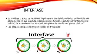 INTERFASE
• La interfase o etapa de reposo es la primera etapa del ciclo de vida de la célula y es
el momento en que la célula experimenta sus funciones celulares (mantenimiento
celular) de acuerdo con las instrucciones provenientes de sus "genes básicos“
• . La preparación para la división sucede en tres pasos:
 