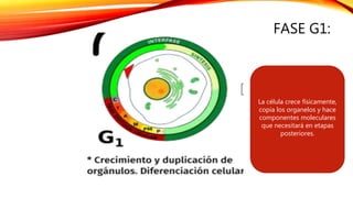 FASE G1:
La célula crece físicamente,
copia los organelos y hace
componentes moleculares
que necesitará en etapas
posteriores.
 