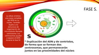 FASE S.
La célula sintetiza
una copia completa
del ADN en su
núcleo. También
duplica una
estructura de
organización de
microtúbulos llamada
centrosoma. Los
centrosomas ayudan
a separar el ADN
durante la fase M.
 