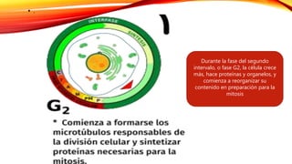 • .
Durante la fase del segundo
intervalo, o fase G2, la célula crece
más, hace proteínas y organelos, y
comienza a reorganizar su
contenido en preparación para la
mitosis
 