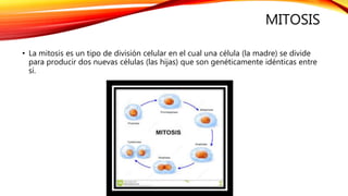 MITOSIS
• La mitosis es un tipo de división celular en el cual una célula (la madre) se divide
para producir dos nuevas células (las hijas) que son genéticamente idénticas entre
sí.
 