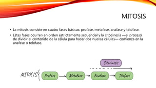 MITOSIS
• La mitosis consiste en cuatro fases básicas: profase, metafase, anafase y telofase.
• Estas fases ocurren en orden estrictamente secuencial y la citocinesis —el proceso
de dividir el contenido de la célula para hacer dos nuevas células— comienza en la
anafase o telofase.
 