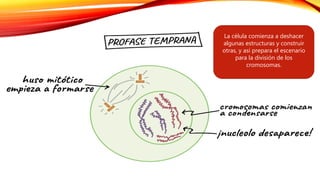 La célula comienza a deshacer
algunas estructuras y construir
otras, y así prepara el escenario
para la división de los
cromosomas.
 