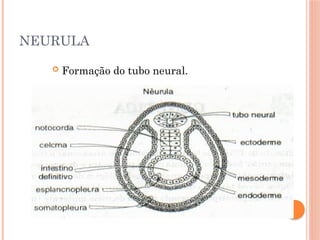 NEURULA
 Formação do tubo neural.
 