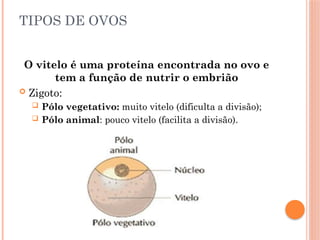 TIPOS DE OVOS
O vitelo é uma proteína encontrada no ovo e
tem a função de nutrir o embrião
 Zigoto:
 Pólo vegetativo: muito vitelo (dificulta a divisão);
 Pólo animal: pouco vitelo (facilita a divisão).
 
