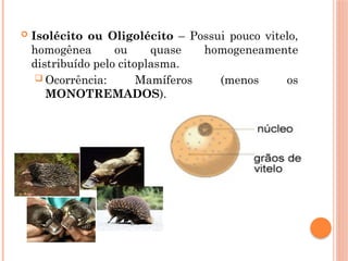  Isolécito ou Oligolécito – Possui pouco vitelo,
homogênea ou quase homogeneamente
distribuído pelo citoplasma.
 Ocorrência: Mamíferos (menos os
MONOTREMADOS).
 