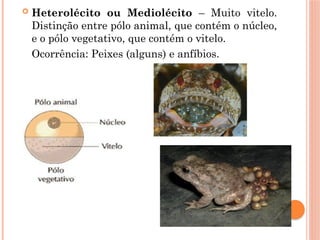  Heterolécito ou Mediolécito – Muito vitelo.
Distinção entre pólo animal, que contém o núcleo,
e o pólo vegetativo, que contém o vitelo.
Ocorrência: Peixes (alguns) e anfíbios.
 