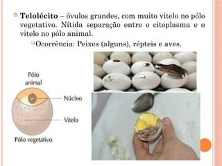  Telolécito – óvulos grandes, com muito vitelo no pólo
vegetativo. Nítida separação entre o citoplasma e o
vitelo no pólo animal.
Ocorrência: Peixes (alguns), répteis e aves.
 