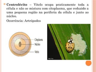  Centrolécito – Vitelo ocupa praticamente toda a
célula e não se mistura com citoplasma, que reduzido a
uma pequena região na periferia da célula e junto ao
núcleo.
Ocorrência: Artrópodes
 