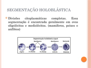 SEGMENTAÇÃO HOLOBLÁSTICA
 Divisões citoplasmáticas completas. Essa
segmentação é encontrada geralmente em ovos
oligolécitos e mediolécitos. (mamiferos, peixes e
anfibios)
 