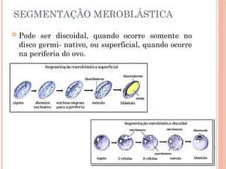 SEGMENTAÇÃO MEROBLÁSTICA
 Pode ser discoidal, quando ocorre somente no
disco germi- nativo, ou superficial, quando ocorre
na periferia do ovo.
 