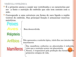VESÍCULA VITELÍNICA
 É o primeiro anexo a surgir nos vertebrados e se caracteriza por
ser a fonte e nutrição do embrião que não tem contato com a
mãe.
 Corresponde a uma estrutura em forma de saco ligada a região
ventral do embrião. Sua principal função é armazenar reservas
nutritivas.
Bem desenvolvida
Não apresenta a vesícula típica, vitelo fica nos interior dos
macrômeros
Nos mamíferos eutherios ou placentados é reduzida,
visto que a nutrição ocorre via placentária.
Nesses, é responsável pela produção das hemácias nos
primeiros estágios de vida.
 