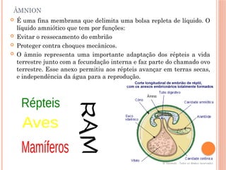 ÂMNION
 É uma fina membrana que delimita uma bolsa repleta de líquido. O
líquido amniótico que tem por funções:
 Evitar o ressecamento do embrião
 Proteger contra choques mecânicos.
 O âmnio representa uma importante adaptação dos répteis a vida
terrestre junto com a fecundação interna e faz parte do chamado ovo
terrestre. Esse anexo permitiu aos répteis avançar em terras secas,
e independência da água para a reprodução.
 