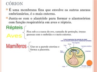CÓRION
 É uma membrana fina que envolve os outros anexos
embrionários, é o mais externo.
 Junta-se com o alantóide para formar o alantocórion
com função respiratória em aves e répteis.
Fica sob a a casca do ovo, camada de proteção, trocas
gasosas com o embrião e o meio externo.
Une-se a parede uterina e
forma a placenta.
 