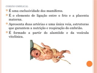 CORDÃO UMBILICAL
 É uma exclusividade dos mamíferos.
 É o elemento de ligação entre o feto e a placenta
materna.
 Apresenta duas artérias e uma única veia, estruturas
que garantem a nutrição e respiração do embrião.
 É formado a partir do alantóide e da vesícula
vitelínica.
 