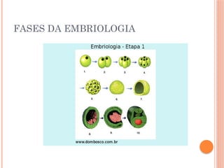 FASES DA EMBRIOLOGIA
 