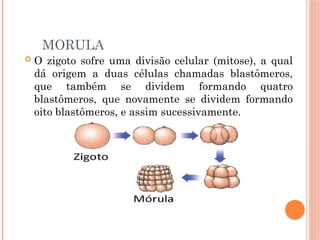MORULA
 O zigoto sofre uma divisão celular (mitose), a qual
dá origem a duas células chamadas blastômeros,
que também se dividem formando quatro
blastômeros, que novamente se dividem formando
oito blastômeros, e assim sucessivamente.
 