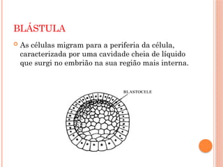 BLÁSTULA
 As células migram para a periferia da célula,
caracterizada por uma cavidade cheia de líquido
que surgi no embrião na sua região mais interna.
 