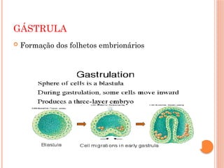 GÁSTRULA
 Formação dos folhetos embrionários
 