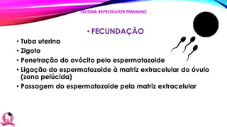 • FECUNDAÇÃO
• Tuba uterina
• Zigoto
• Penetração do ovócito pelo espermatozoide
• Ligação do espermatozoide à matriz extracelular do óvulo
(zona pelúcida)
• Passagem do espermatozoide pela matriz extracelular
SISTEMA REPRODUTOR FEMININO
 